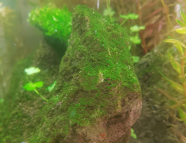 Green dust algae covering a rock inside aquarium