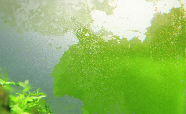 Green dust algae on side glass of aquarium
