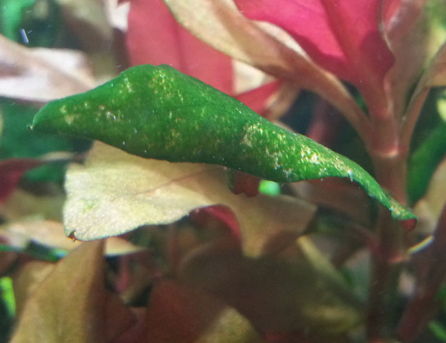 Green spot algae completely covering the leaf of an aquarium plant