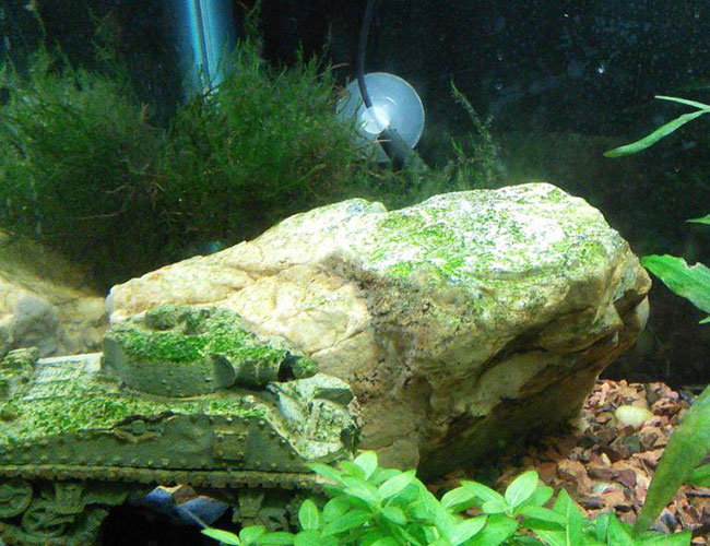 Green spot algae covering a rock in aquarium