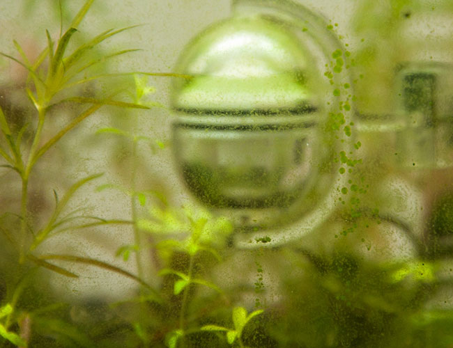 Green spot algae on front glass of aquarium