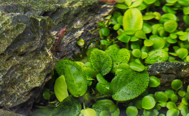 Green spot algae on plant leaves and rock in aquarium