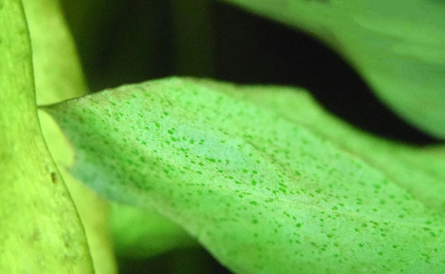 Green spot algae on surface of leaf
