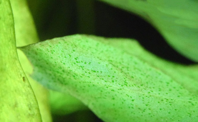 Green Spot Algae On The Surface Of A Leaf 