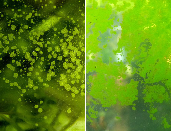 Green spot algae vs green dust algae side-by-side comparison