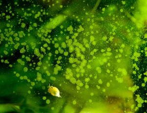 How to Easily Identify And Remove Green Spot Algae - Nerite Snail Eating Green Spot Algae 300x230