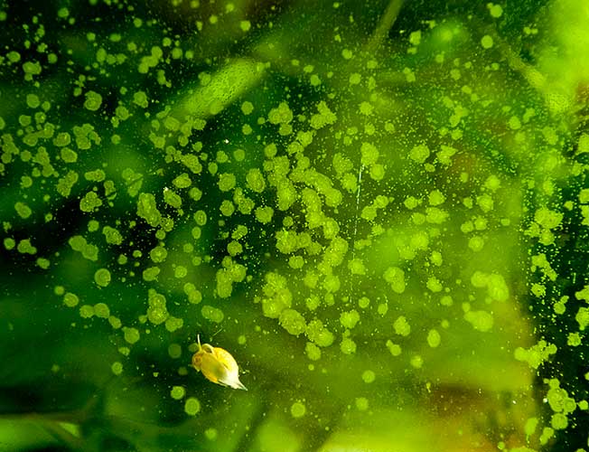 Hard green algae store on glass freshwater