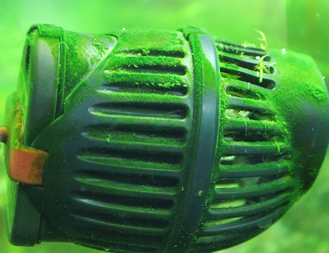 Powerhead covered in green dust algae