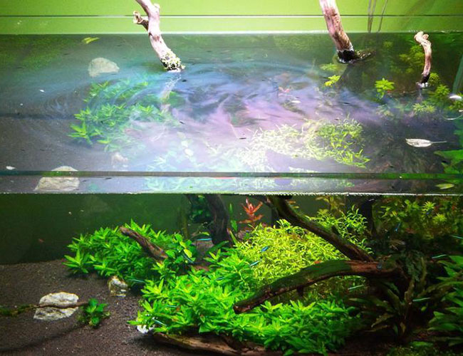 Are They Floating? Simple Tips on Crystal Clear Aquarium Water 