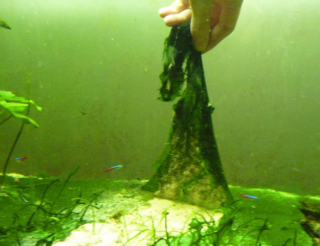 Removing blue-green algae from substrate of aquarium by hand