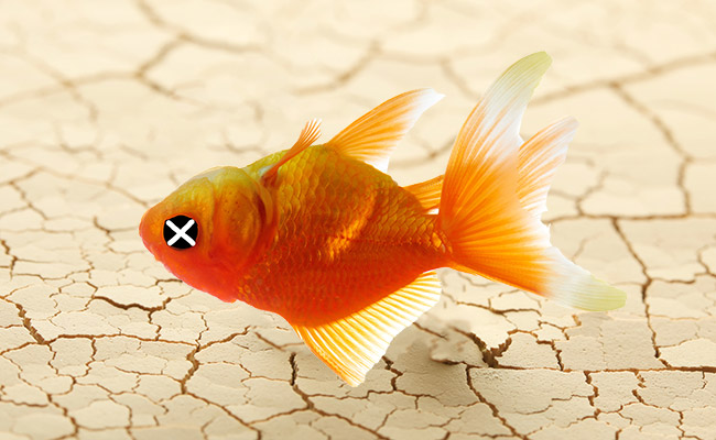 4 Steps to Humanely Euthanize Your Pet Fish (With Clove Oil)