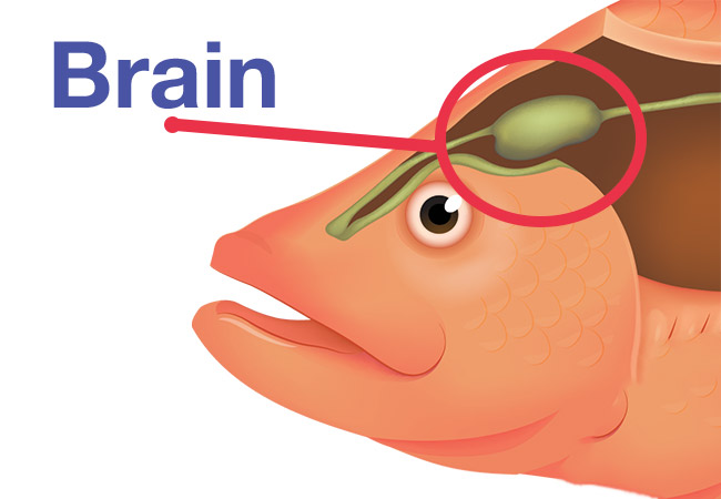 The brain location of your fish diagram