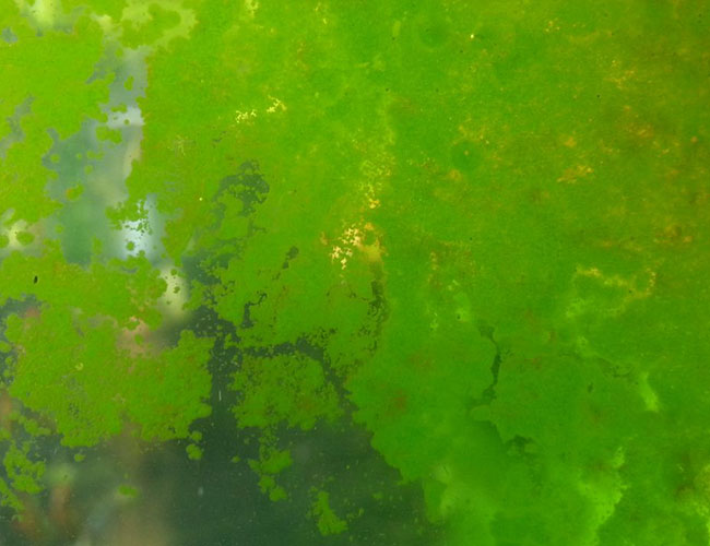 Thick layer of green dust algae on aquarium glass