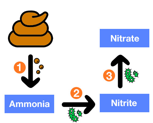 Waste breaking down into ammonia, nitrite and nitrate in aquarium diagram