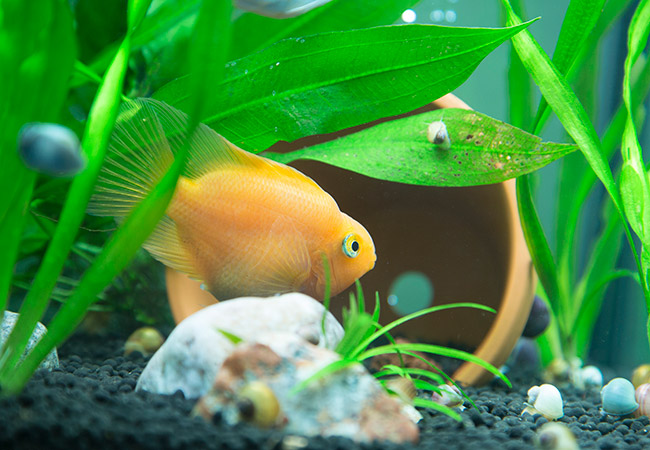 Blood parrot cichlid checking out terra cotta pot in aquarium