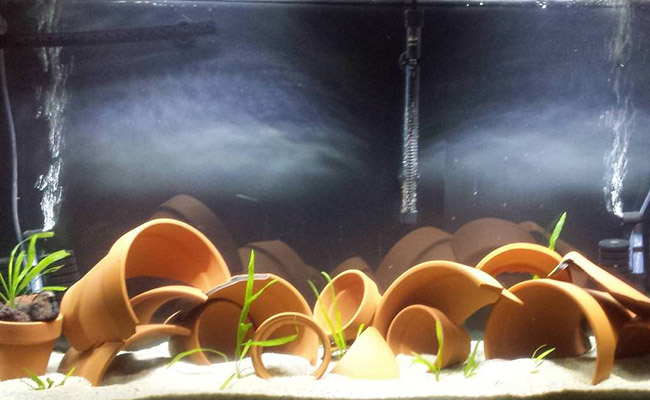 Clay terra cotta pot decorations in aquarium