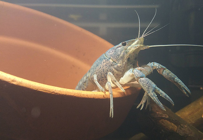 Crayfish hiding inside clay terra cotta pot in aquarium