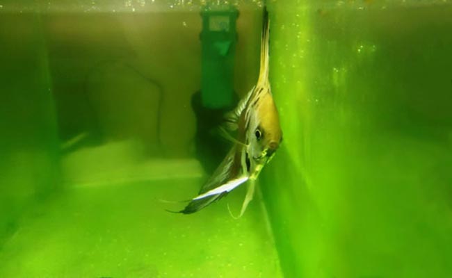 Fish swimming in aquarium covered in green dust algae