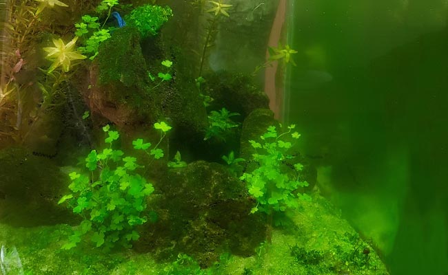 Fish tank coated with green dust algae on glass, plants and gravel