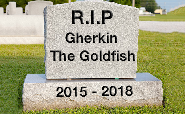 Gravestone for a euthanized pet fish that passed away