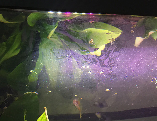 Oil film on top of water in aquarium