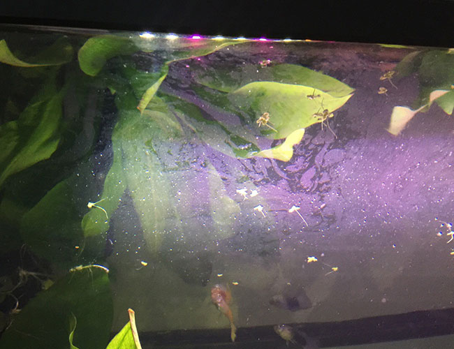 6 Causes of Aquarium Oily Films (And How to Fix it!)