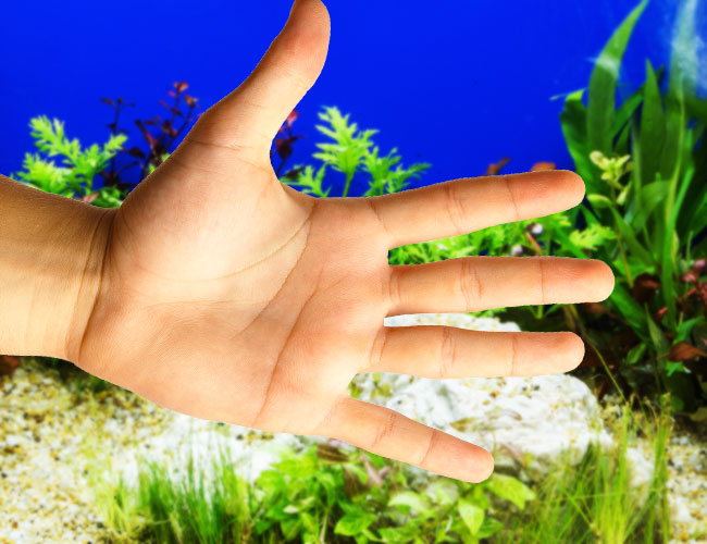 Oil from hands in aquarium