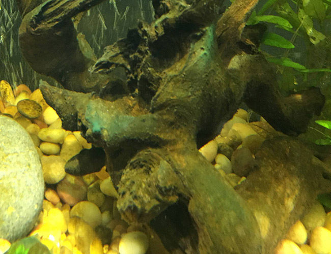 Patches of blue-green algae on driftwood