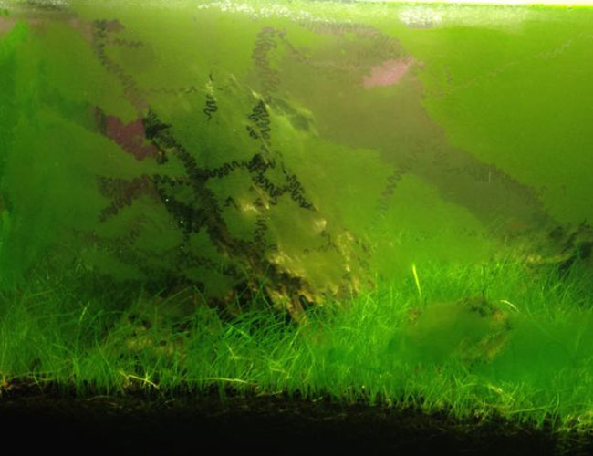 Shrimp and snail marks on glass from eating green dust algae