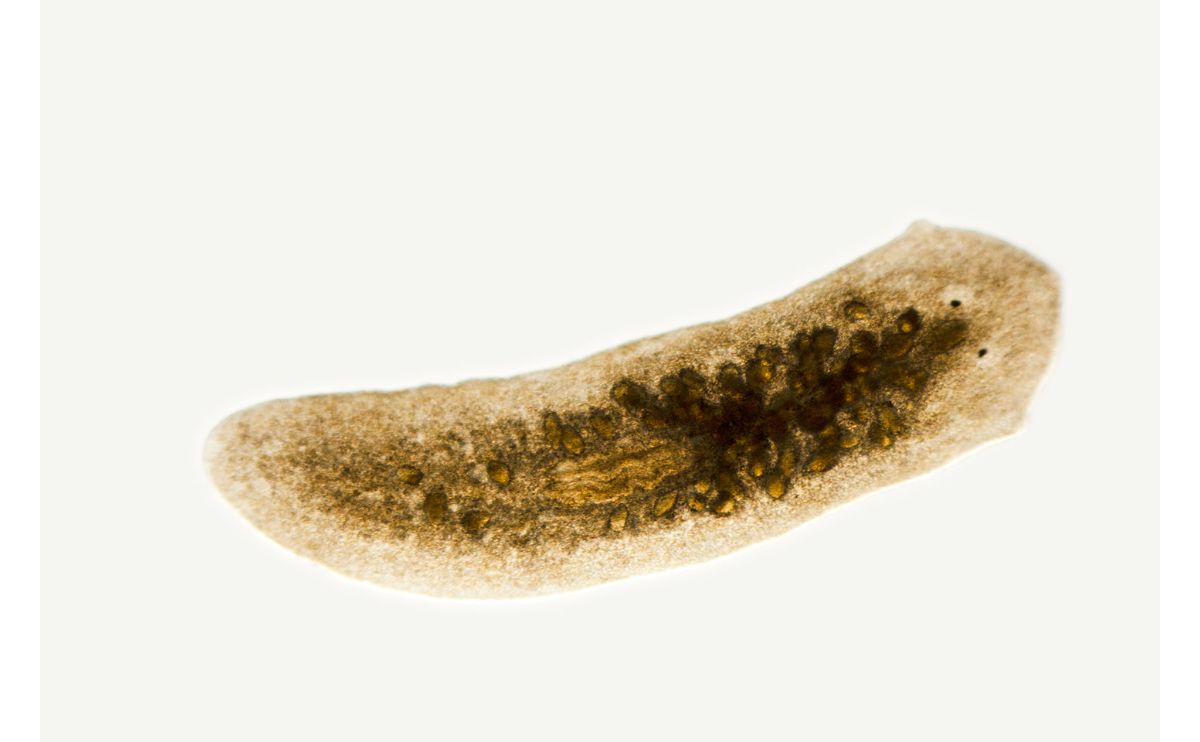 A close-up of a planaria worm.