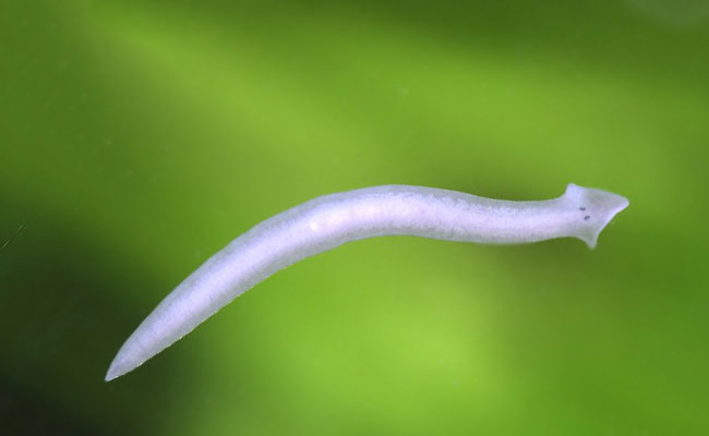 Close-up of a single planarian on a leaf in aquarium