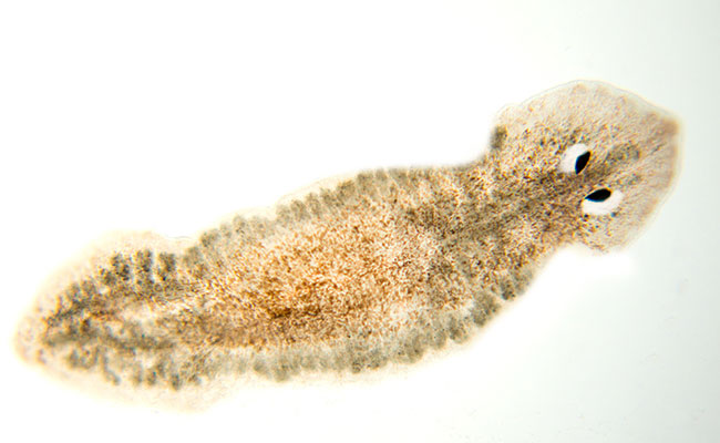 Close-up of planarian triangular head