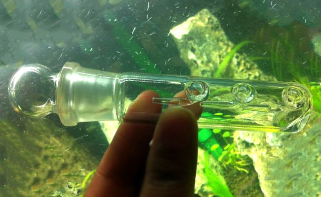 Glass planaria flatworm trap for aquarium