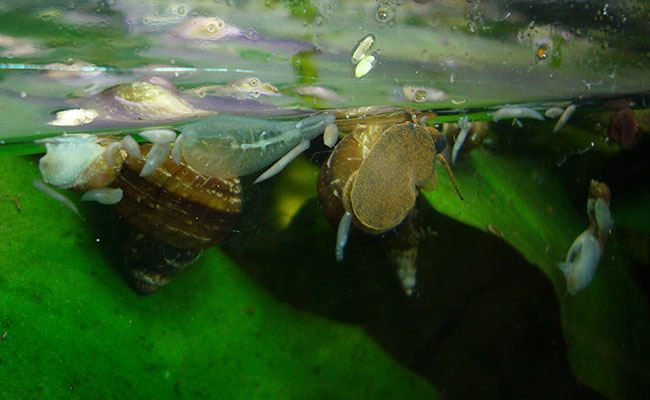 Planaria attacking snails in aquarium