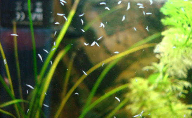 Planaria gliding over front glass of aquarium
