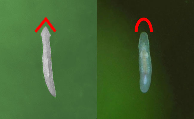 Planarian vs rhabdocoela flatworm compared side by side