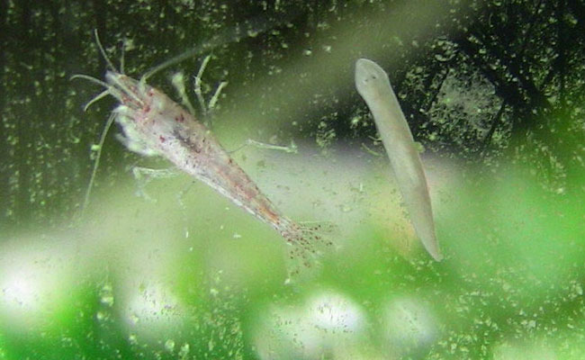 Planarian worm next to shrimp on glass of aquarium