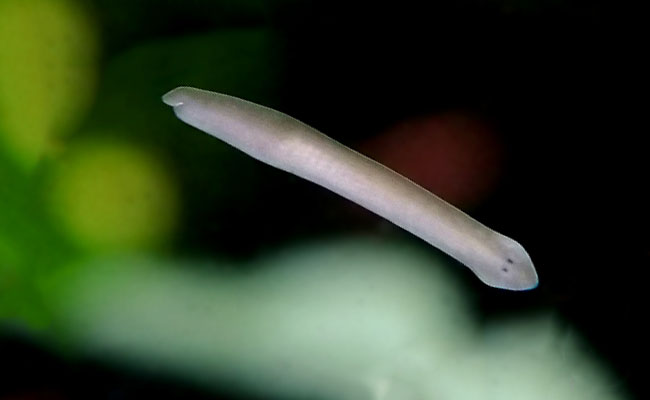 How to Identify and Kill Planaria Worm The Easy Way (In Just Days!) - FishLab
