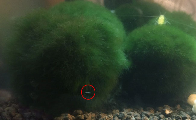 Planarian flatworm on Marimo moss ball with shrimp on top