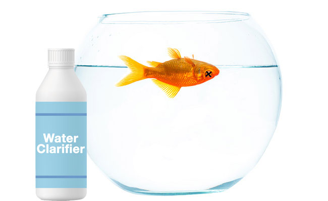 Water clarifier next to dead goldfish in fish tank