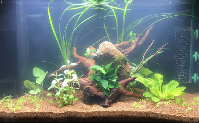 No More Cloudy Water How To Fix Your Hazy Aquarium,How Many Leaves Does Poison Ivy Have And What Does It Look Like