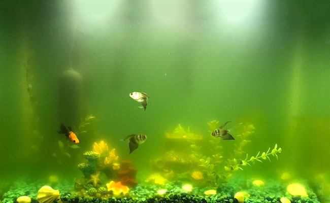 Understanding and Preventing Green Water in Your Freshwater Aquarium: - The  Fish Room TFR