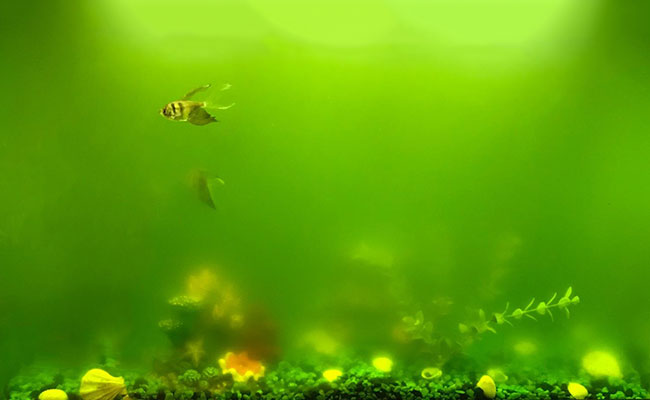 Green 2025 fish tank