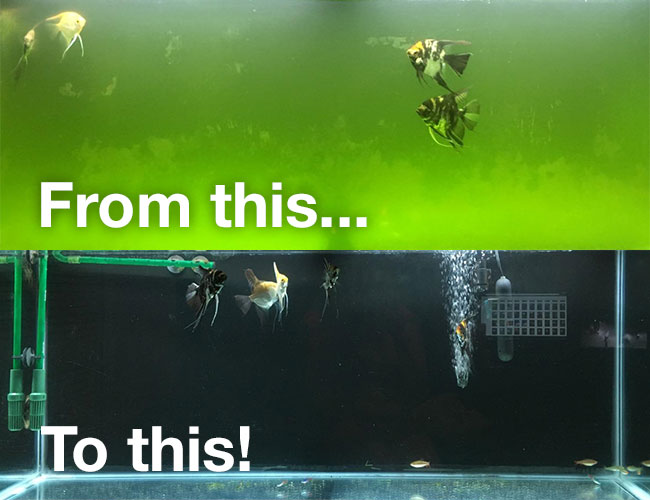 Before and after getting rid of green aquarium water problem