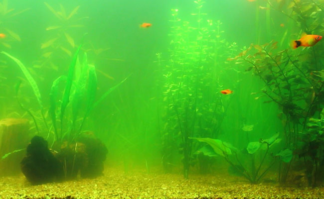 Fish swimming in green aquarium water