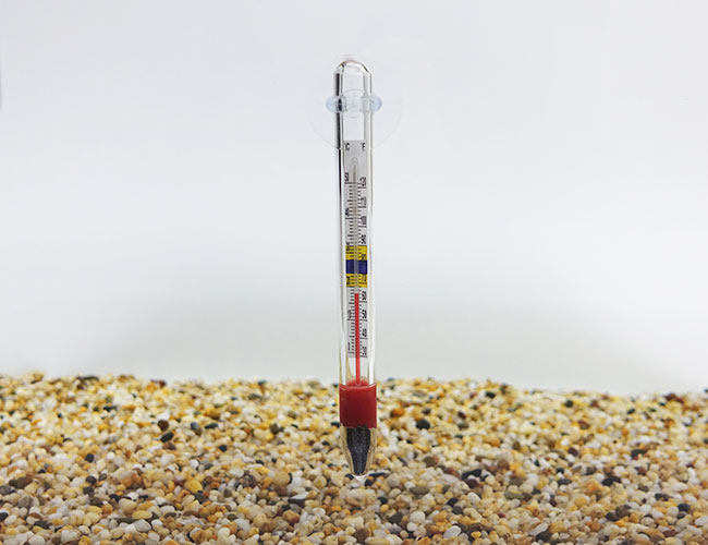 Glass thermometer with suction cup attached to front glass panel of aquarium