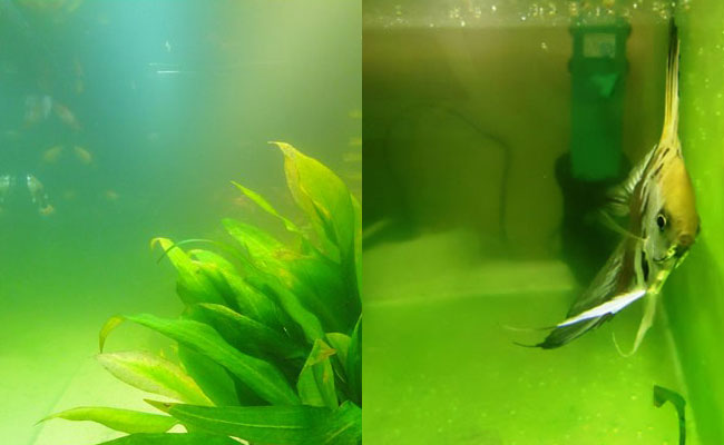 Green aquarium water compared to green dust algae