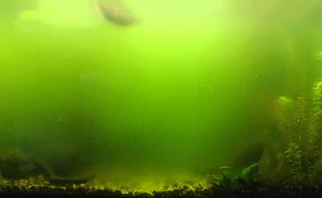 Green foggy water inside aquarium