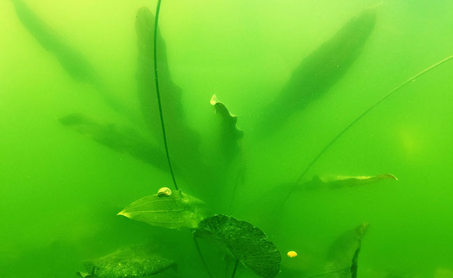 Snails on plany in aquarium where water has turned green