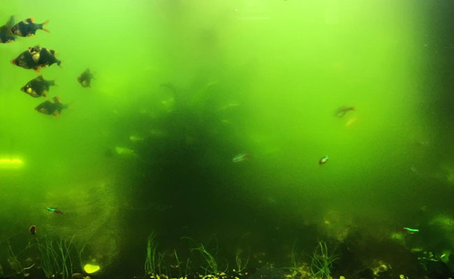 Fish and snails in fish tank with green-colored water